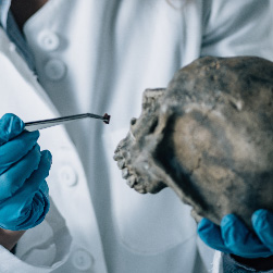 Naukowiec badający czaszkę