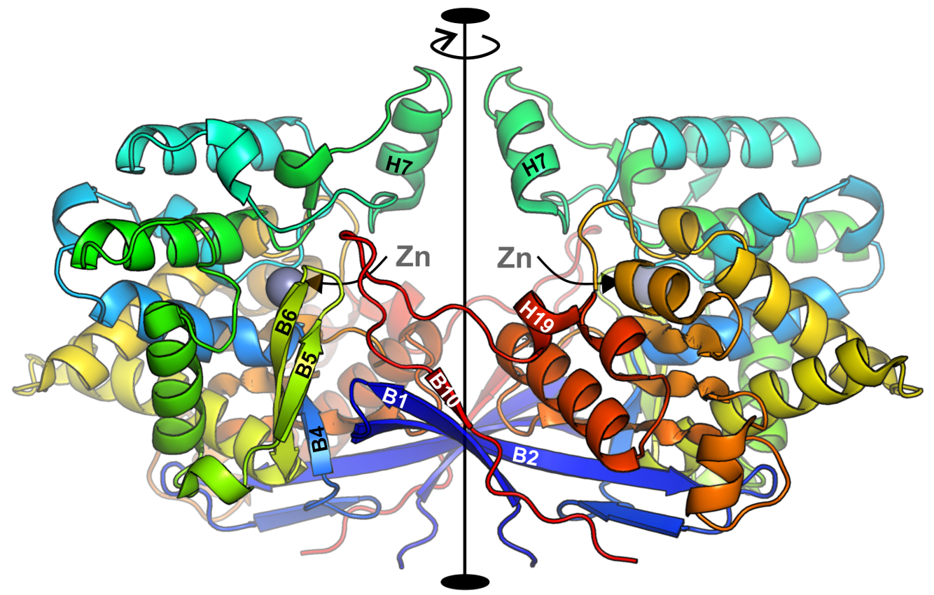 The dimeric assembly of ReAV. a In the C2 dimer, the active sites are located in the center of each subunit and contain Zn2+ cations